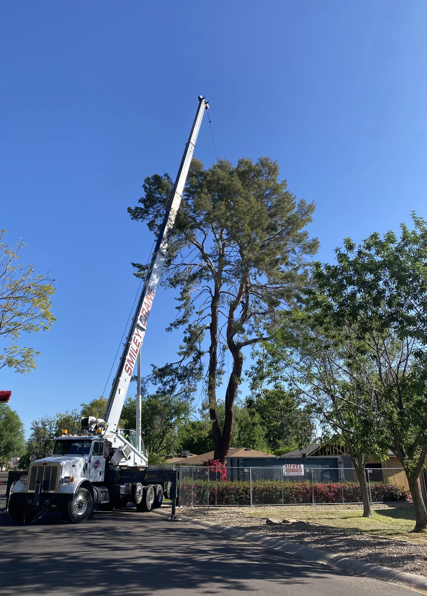 A crane positioned beside a tall tree in a residential neighborhood