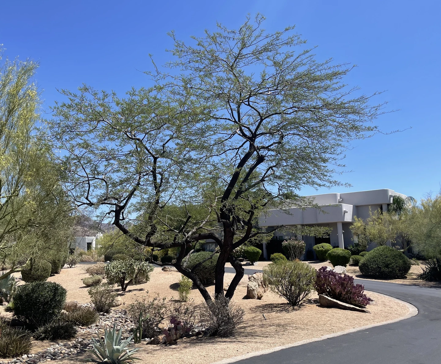 A desert tree in a landscaped Arizona yard